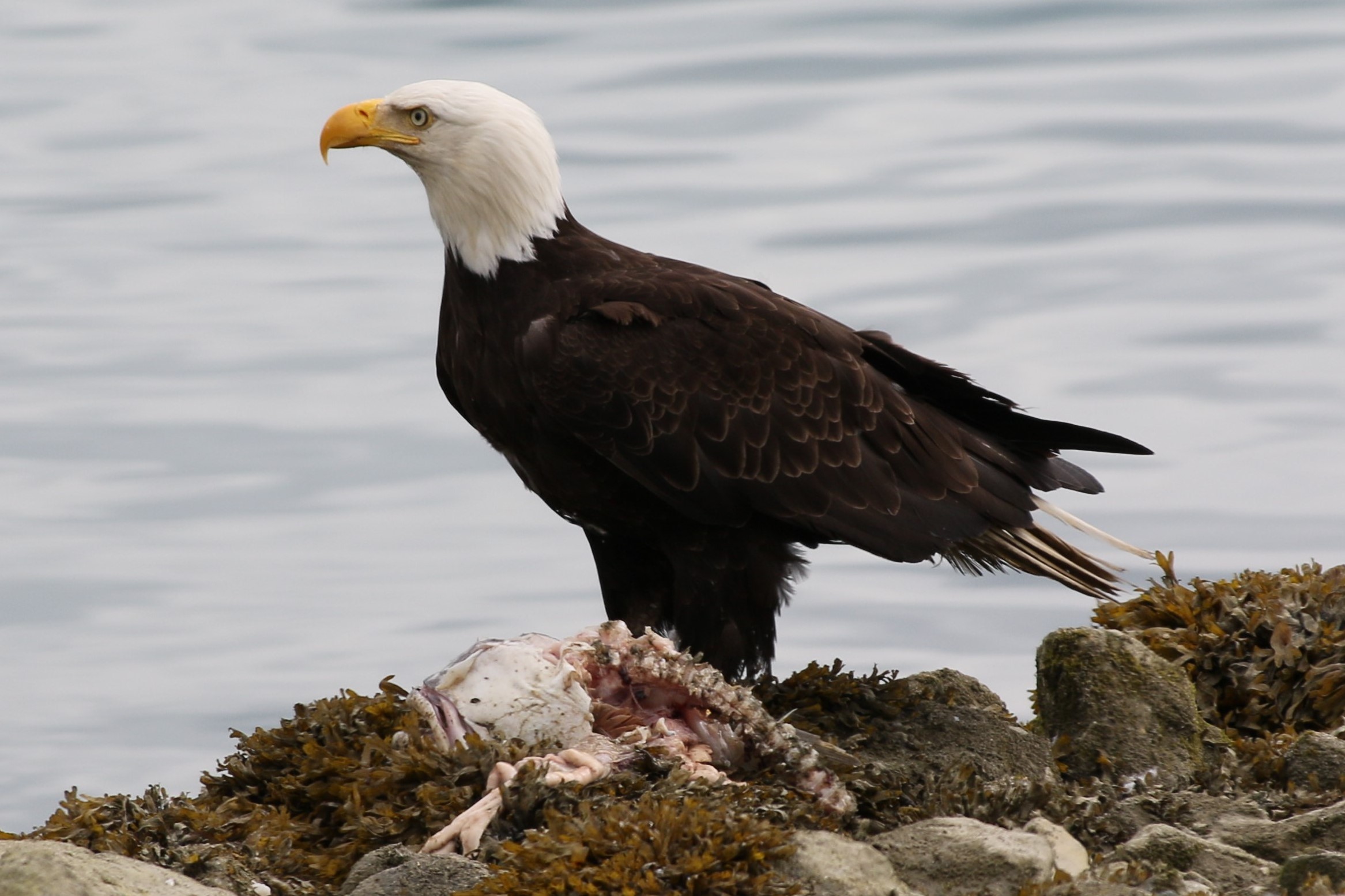 Alaska